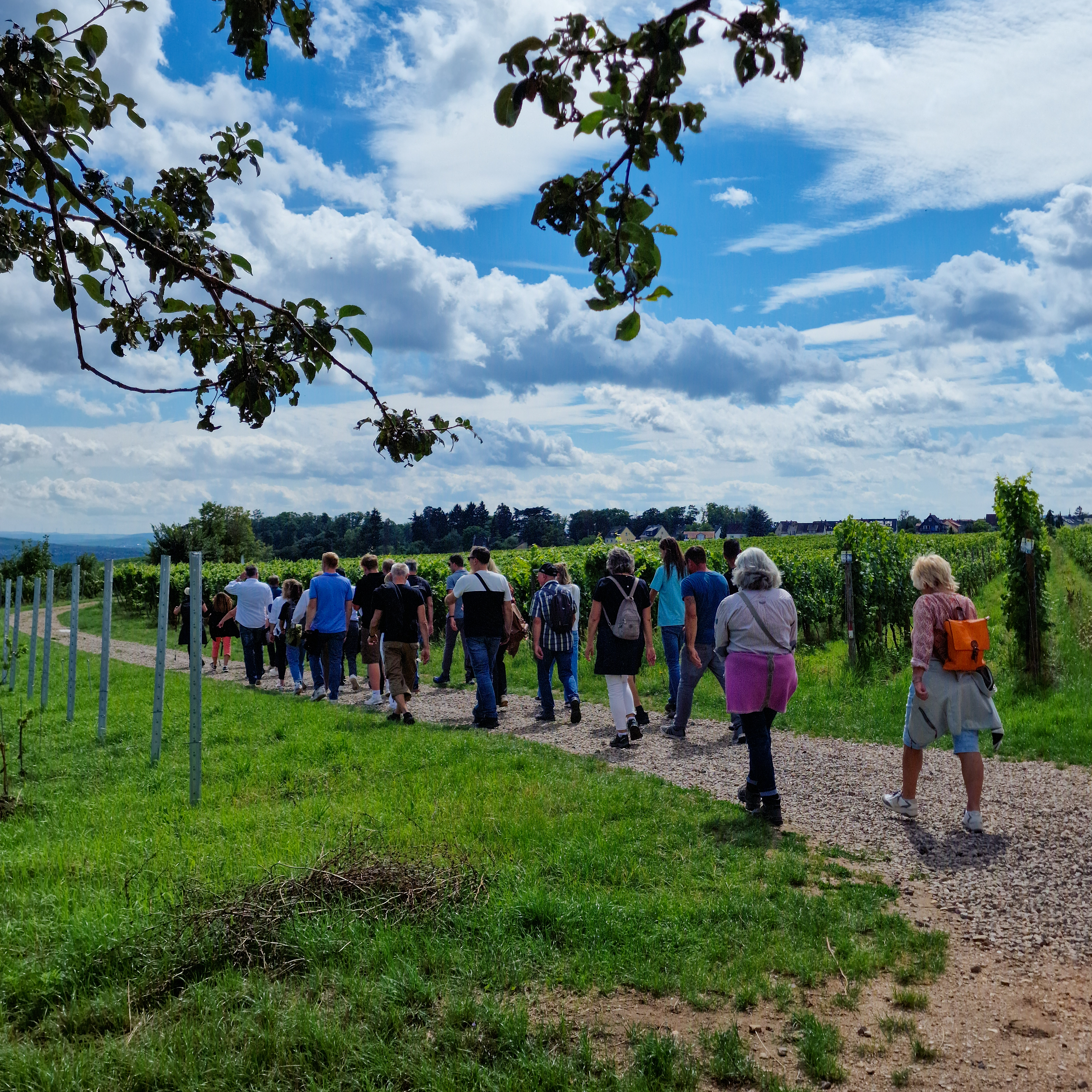 Riesling Walk